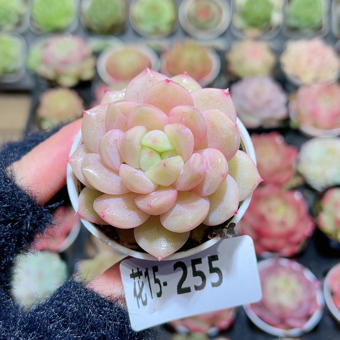 花利美15-255新品