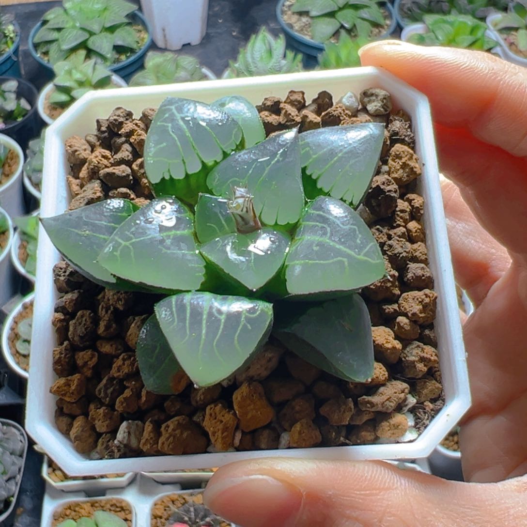 雅典娜玉露多肉多肉