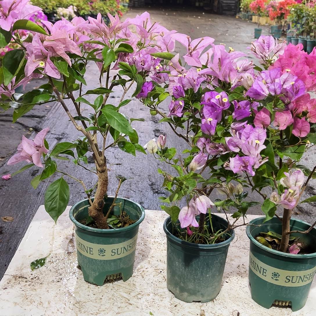 大部分花苞少量开放新加坡宫粉，洒金粉，雪紫