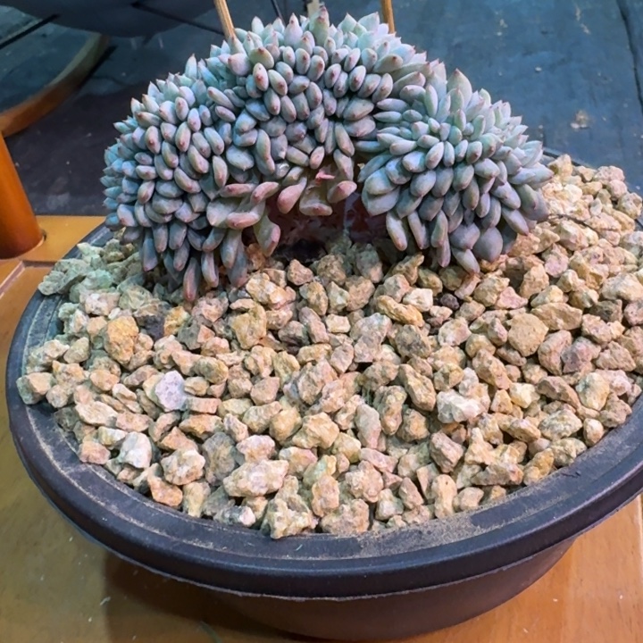 星影树缀无砍叶插