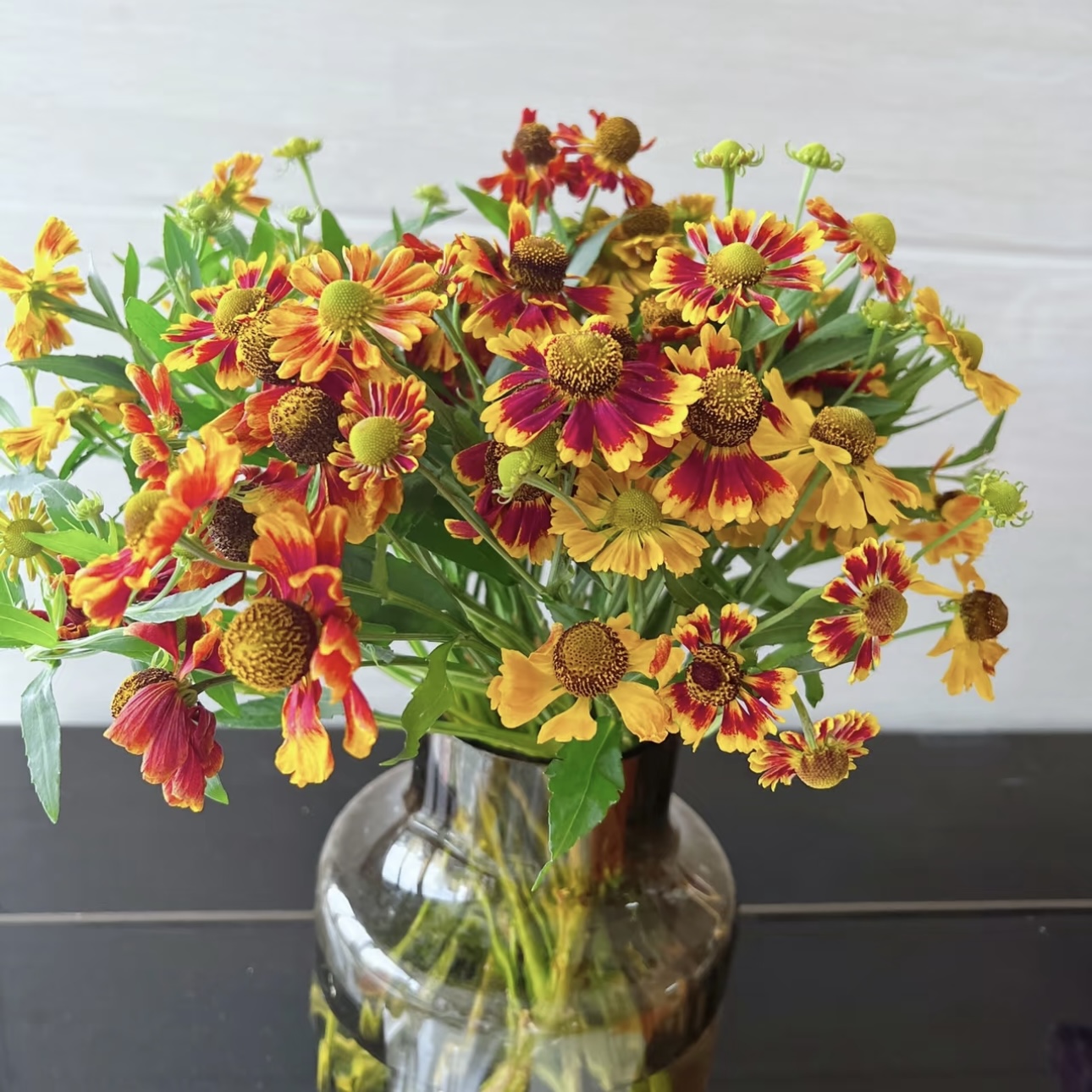 【杨鹏鲜花】秋色油画小菊 幸福的爱 云南鲜花包邮