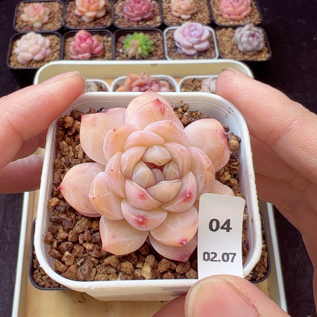 好看没名字04、哈哈