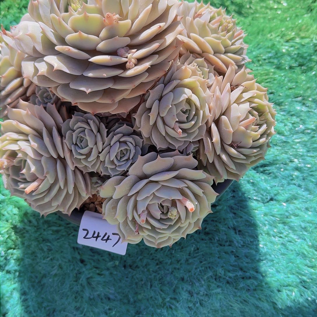 慧****承2447露那林多肉