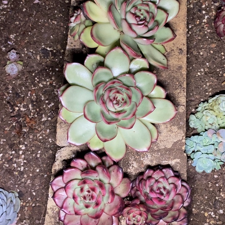 多肉植物福利组合