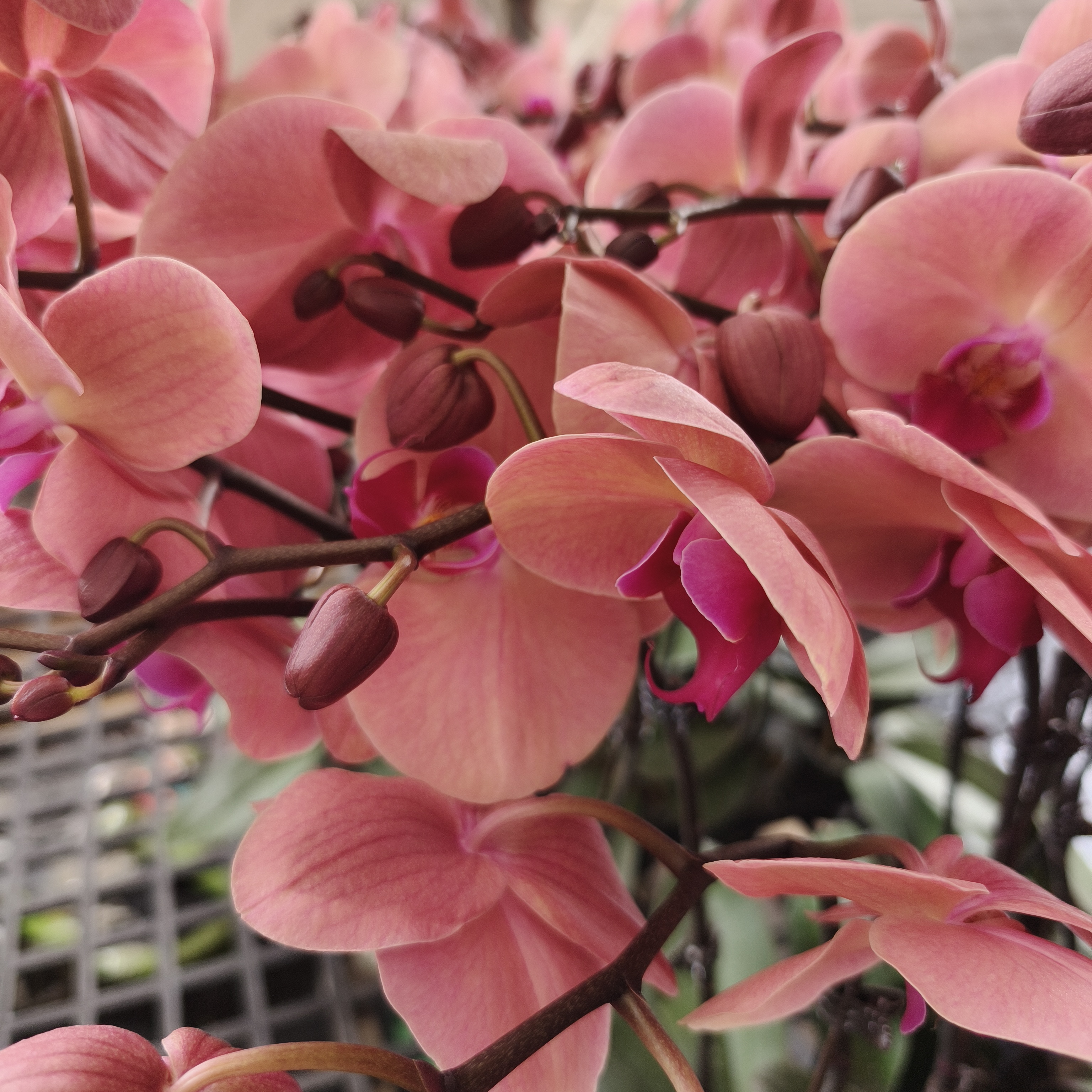 欣欣向荣蝴蝶兰盆栽室内外盆栽