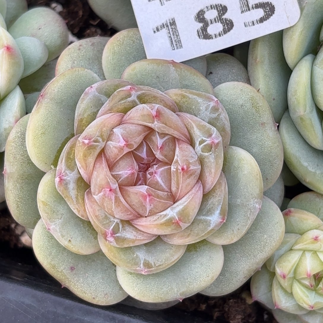 185跟我一起去吃火锅呀