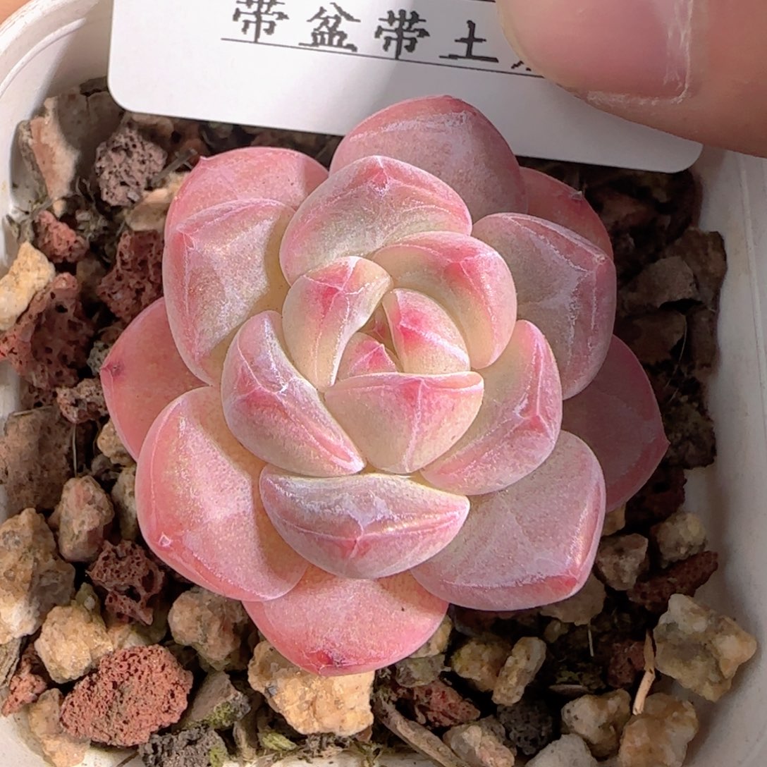 多肉1228-187粉色奇缘