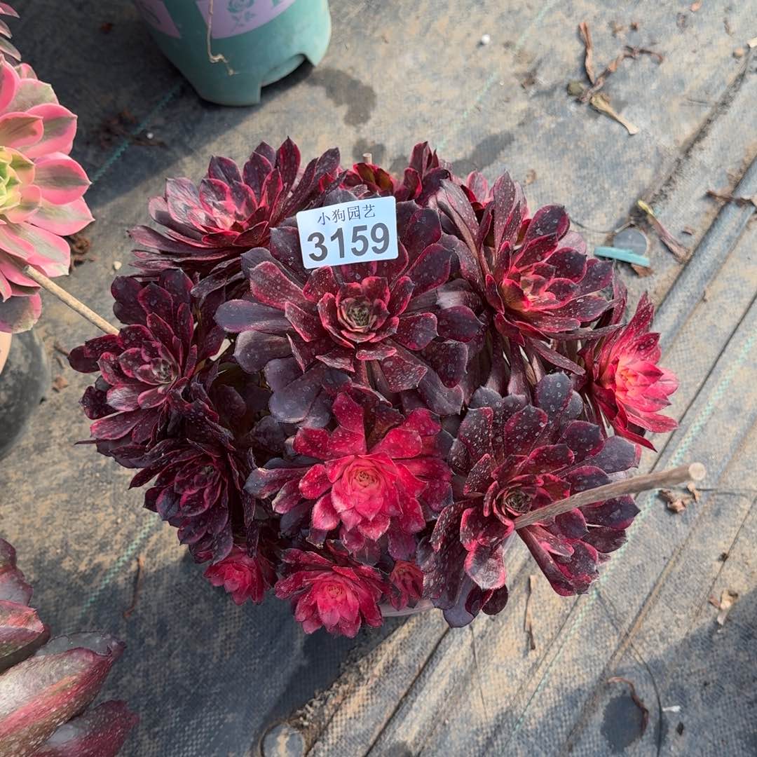 楼****女烟花多肉植物3159