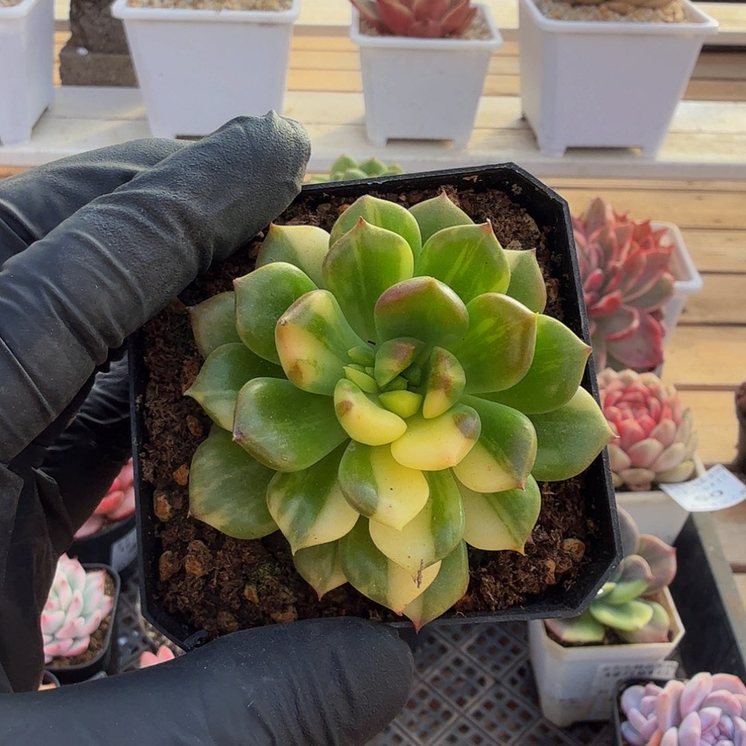 1201-57不知名花脸锦