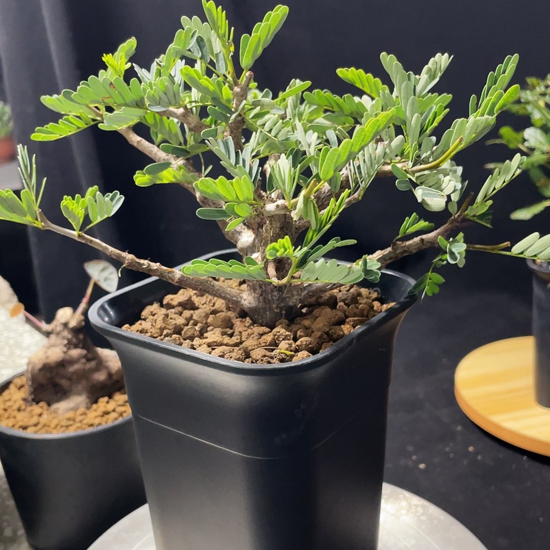 优选苏木6666666666666