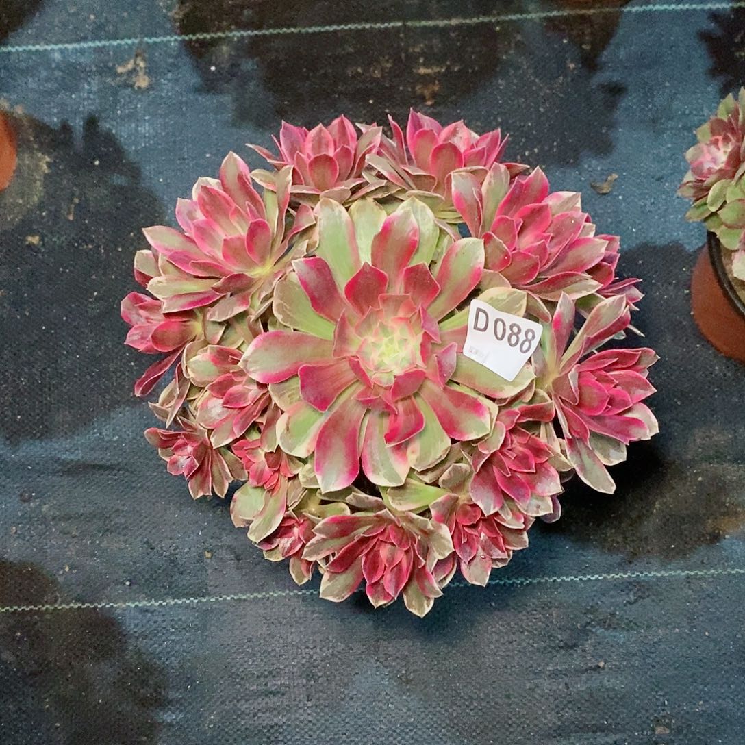 幻莎088多肉111111