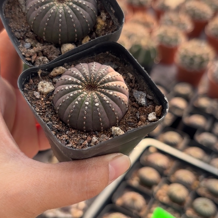 二个实生士童姘皮实择优发