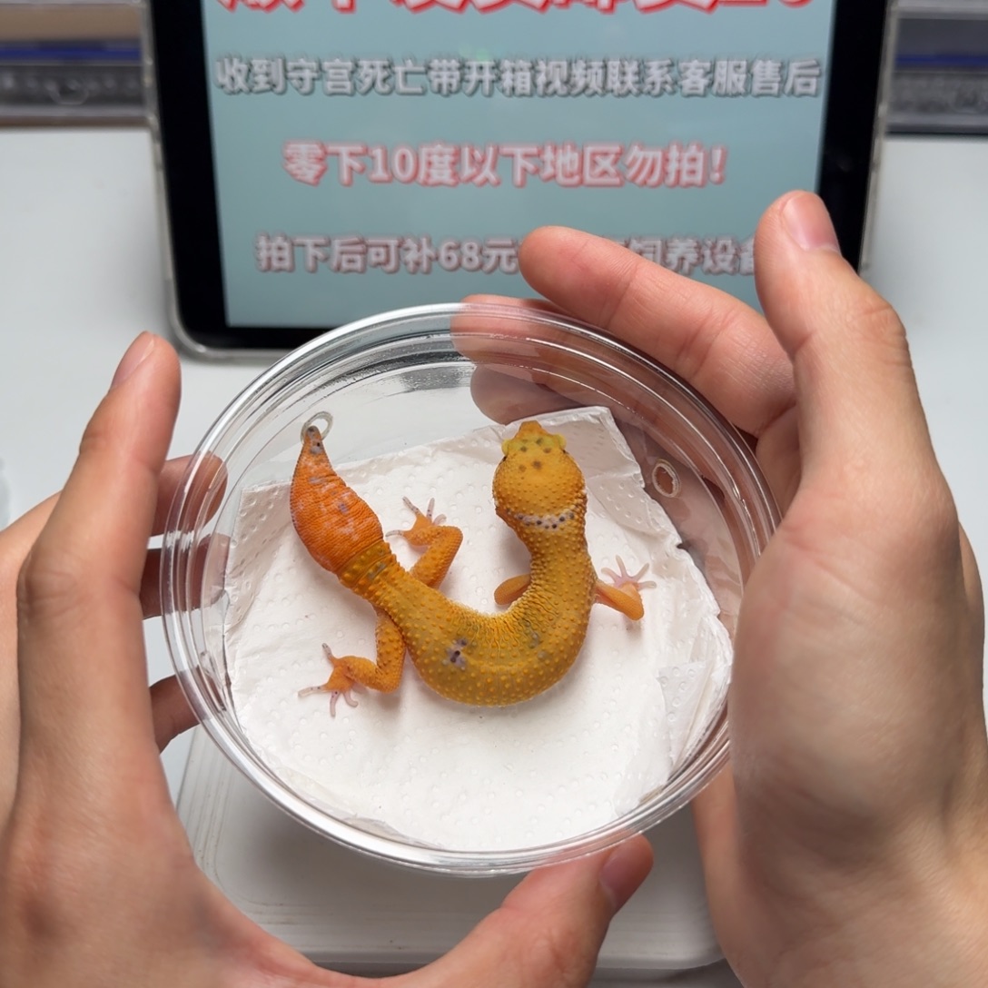 豹纹守宫蜜桔再生尾