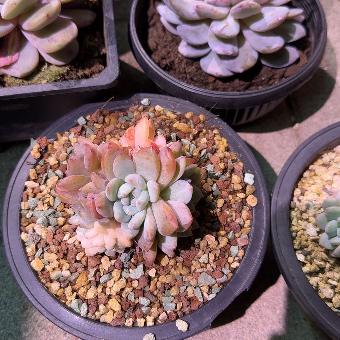 上***儿橙梦露锦缀化一颗脱土发货