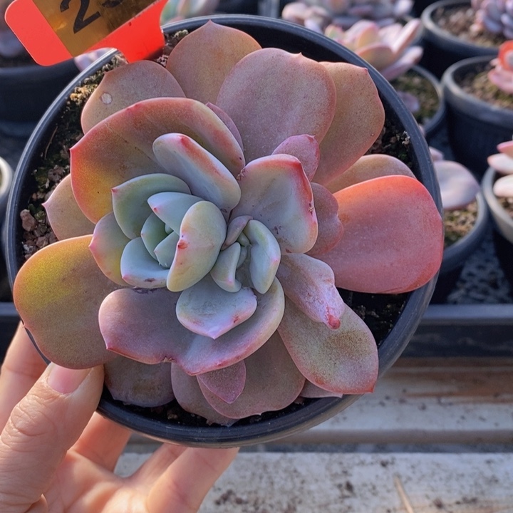 237号奶茶一颗1111