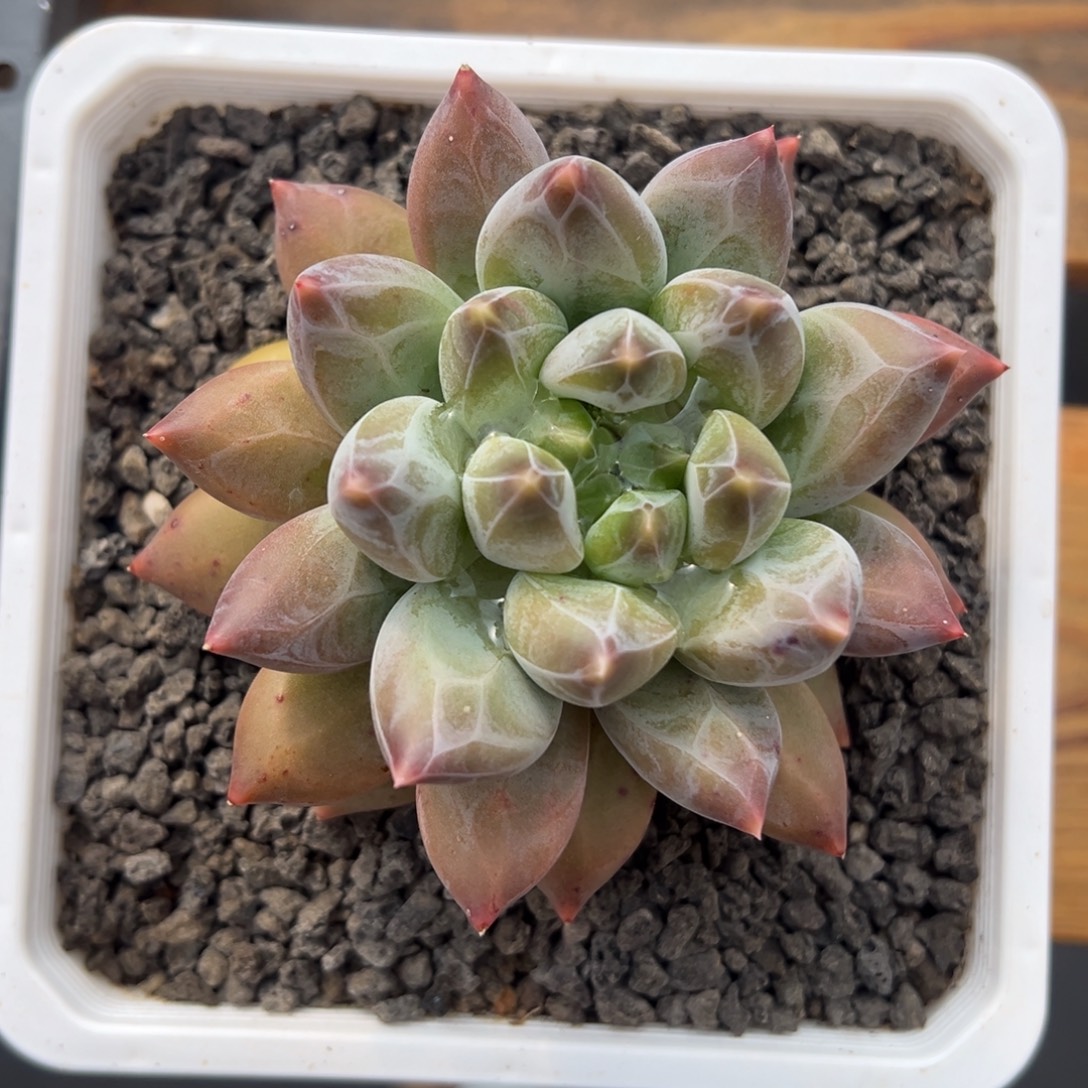 张张精品多肉甄选胖体重楼