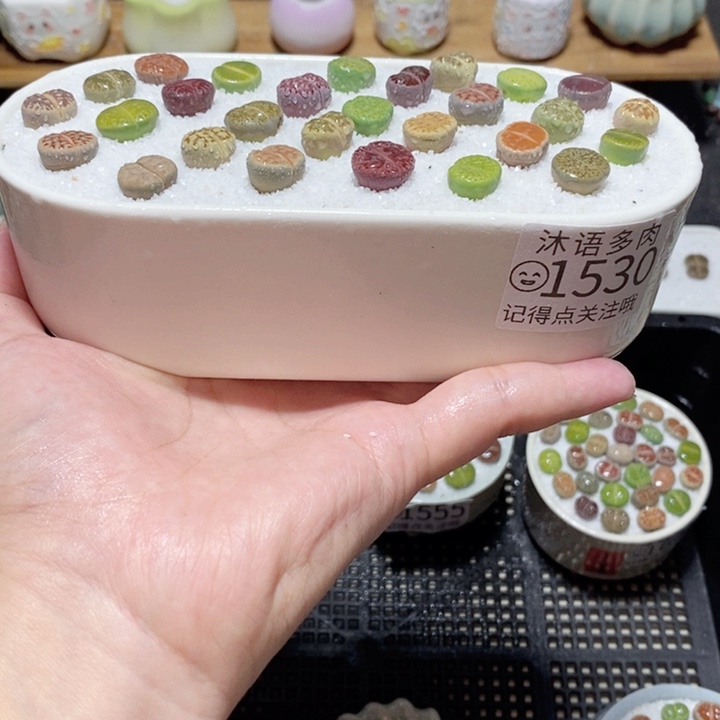 精美盆栽 一物一拍 1530
