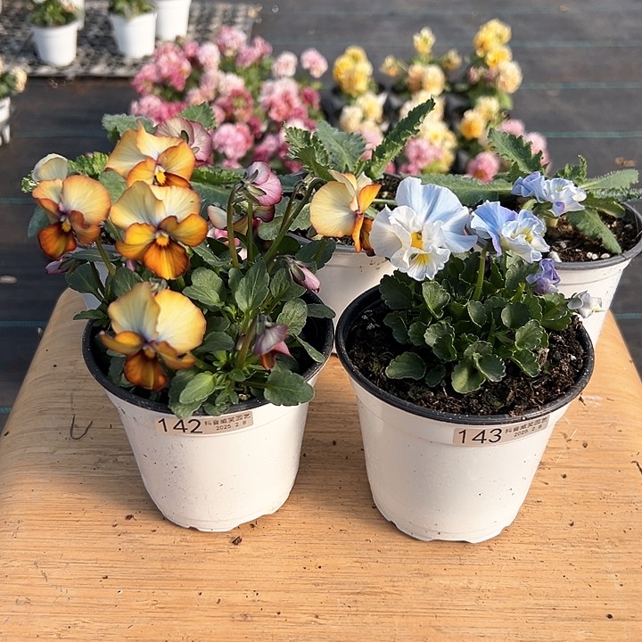 水晶抖音直播闪拍142-143