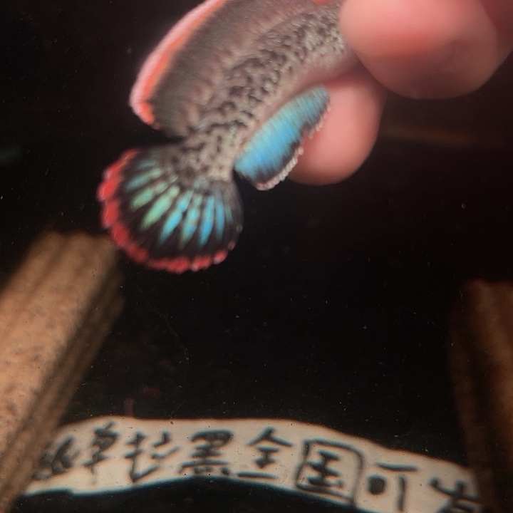 海水鱼鬼王蓝宝石雷龙