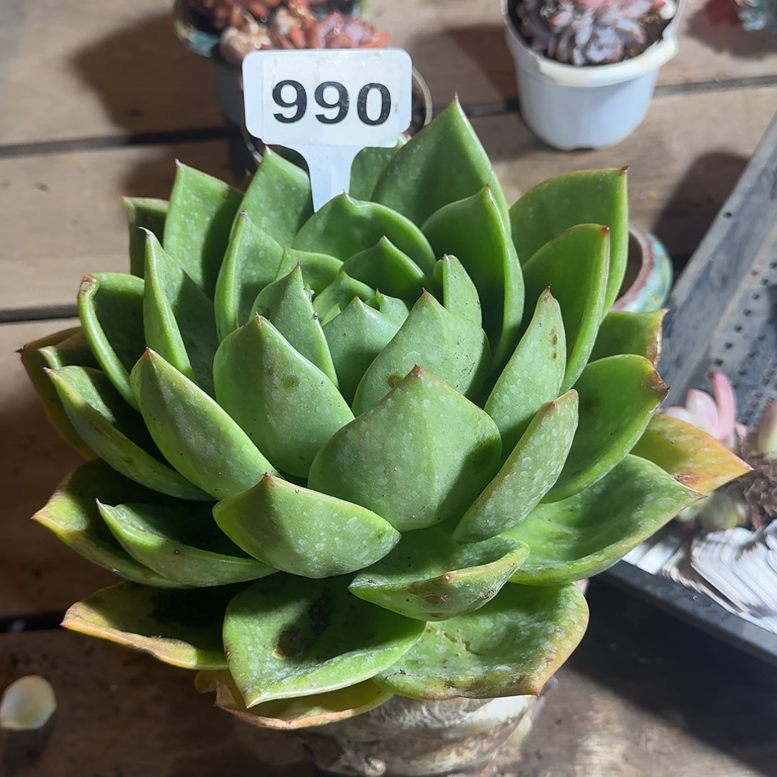 星***。990翠花123456789123