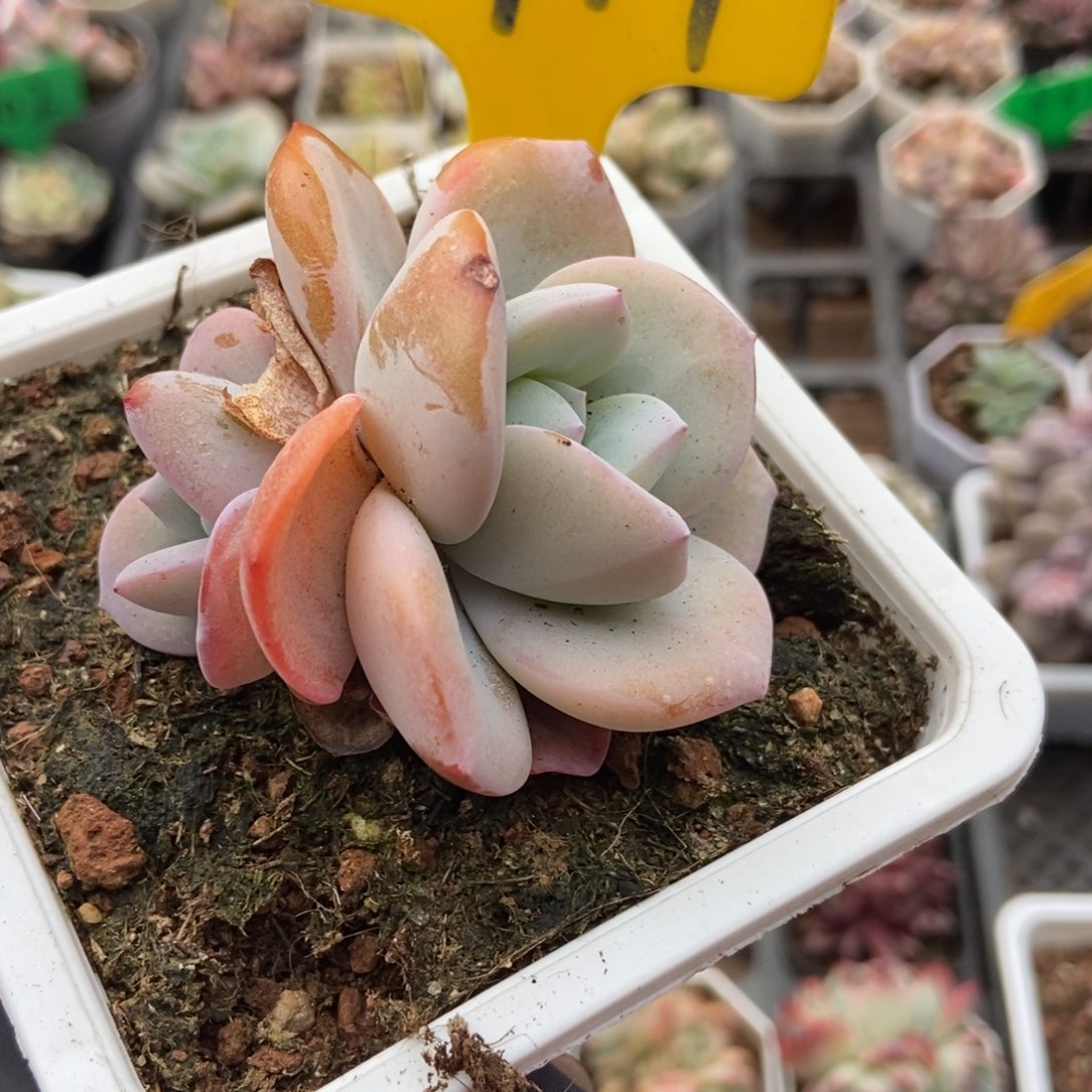 717奶茶多肉植物保护