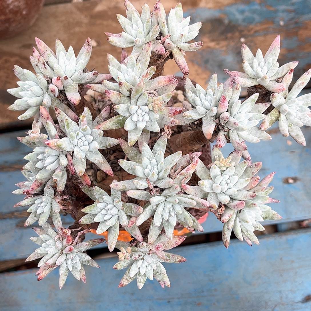 格诺马二代杂老桩