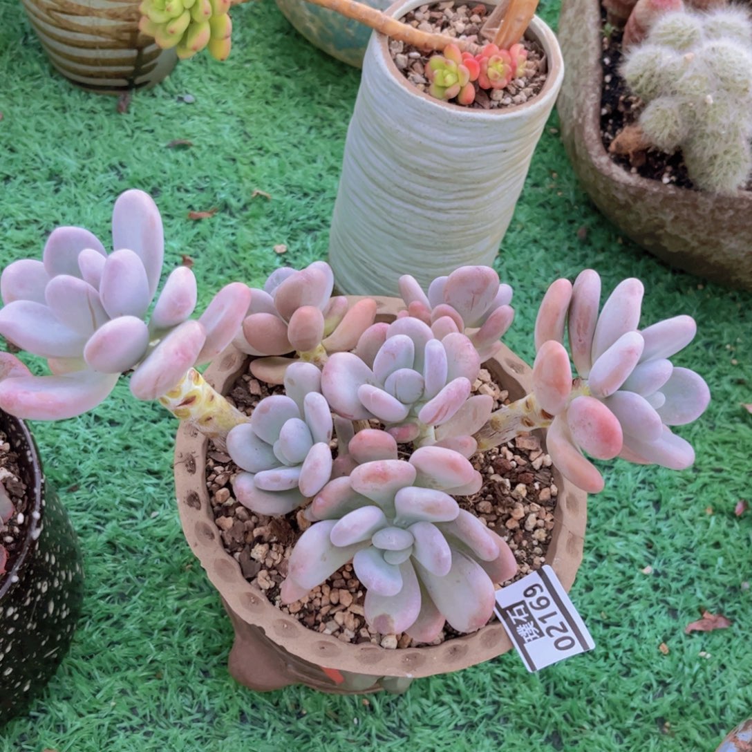 程雪球02169多肉植物