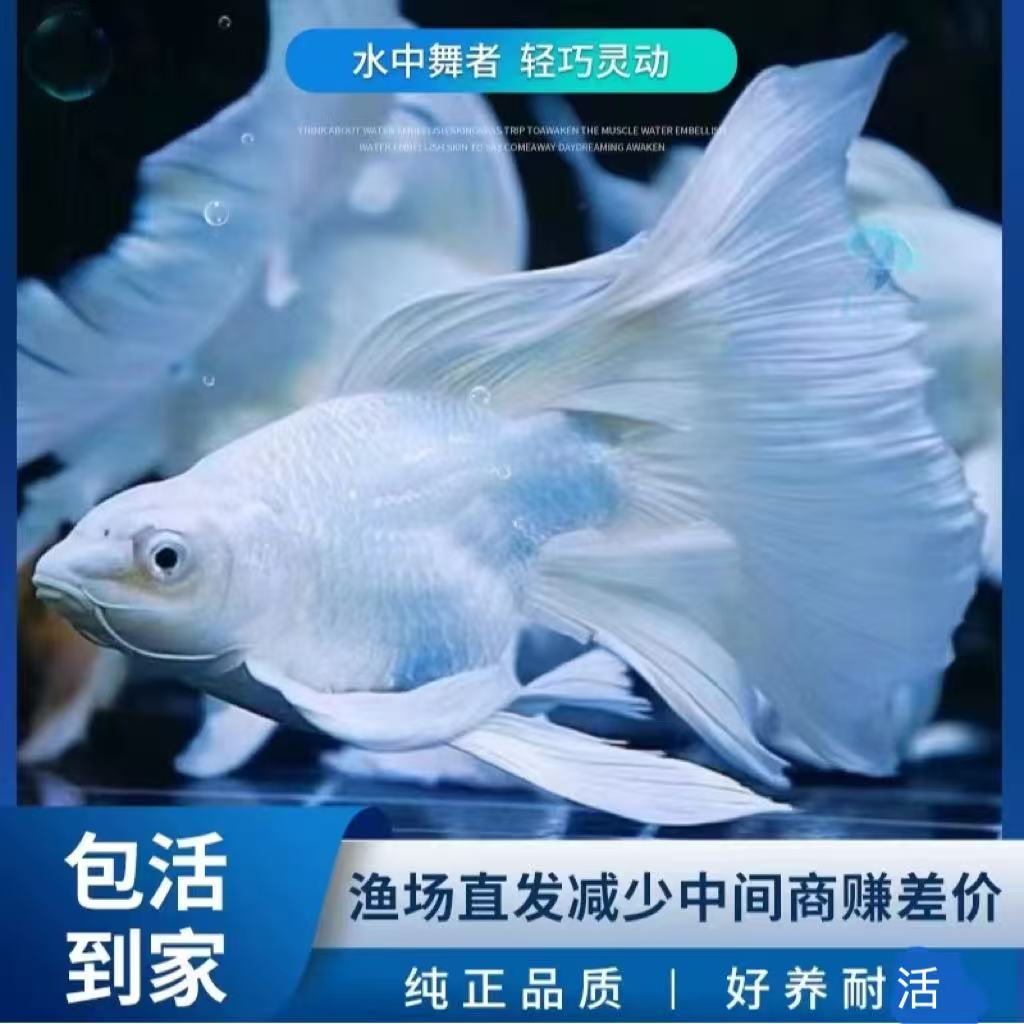 白色贵妃体短身球体蝴蝶鲤活体观赏鱼纯种好养耐活可混养