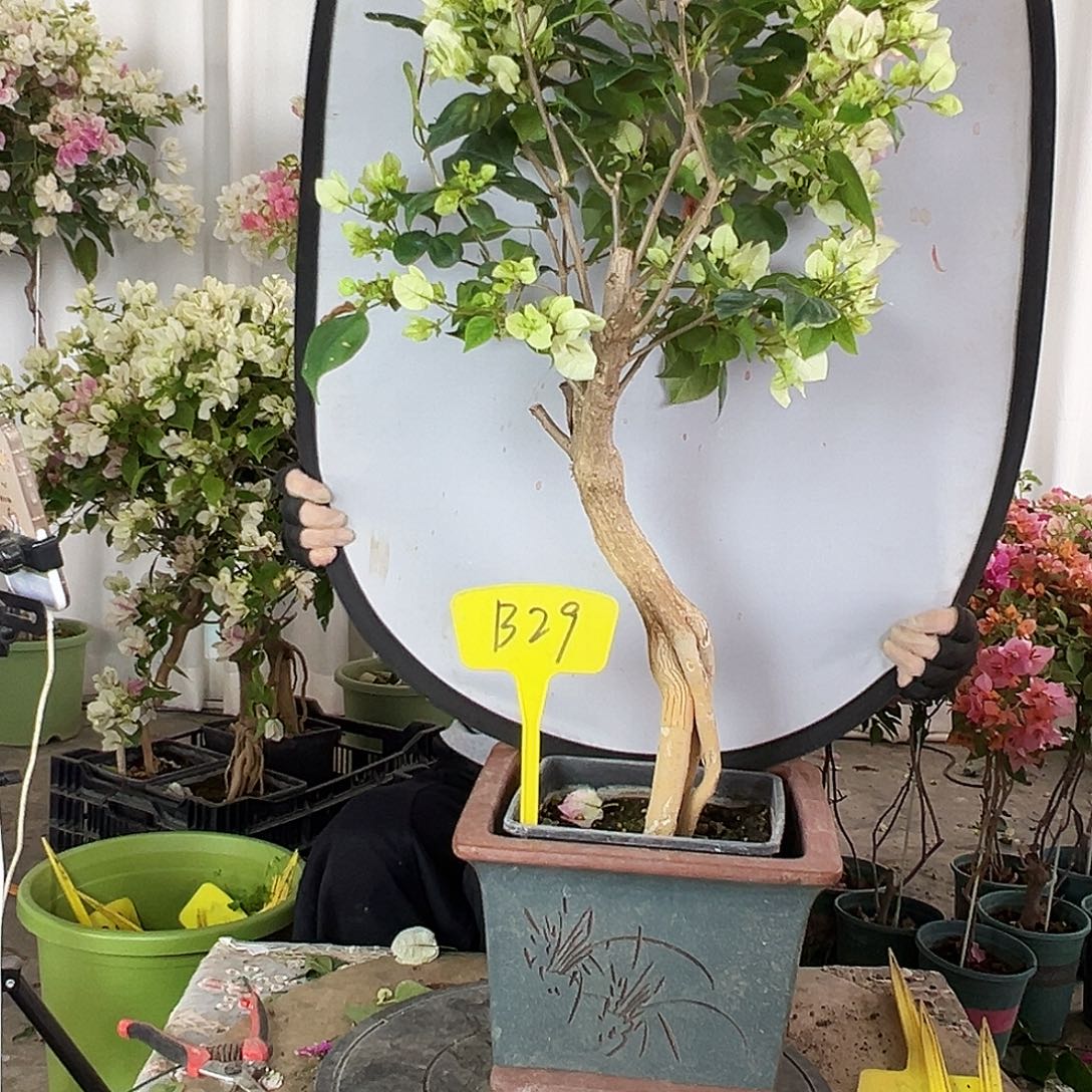 T****大部分花苞少量开放B29绿樱