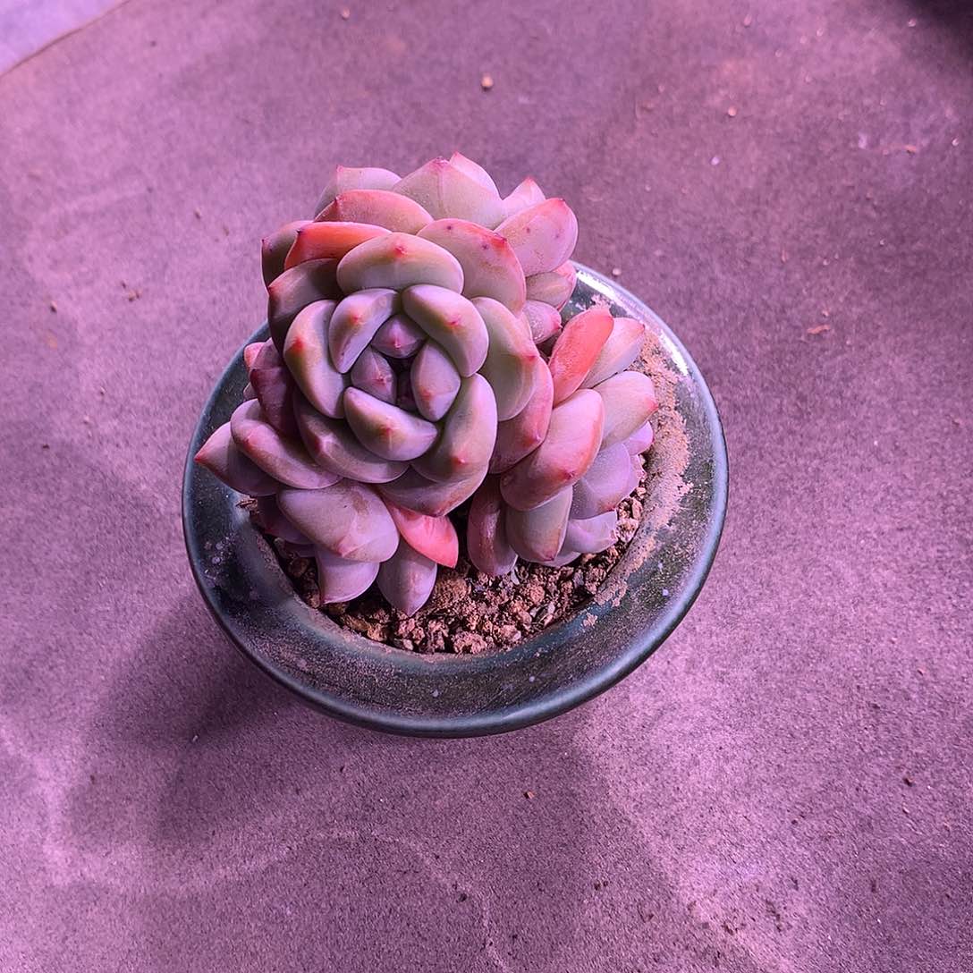 一物一拍，星影群老庄