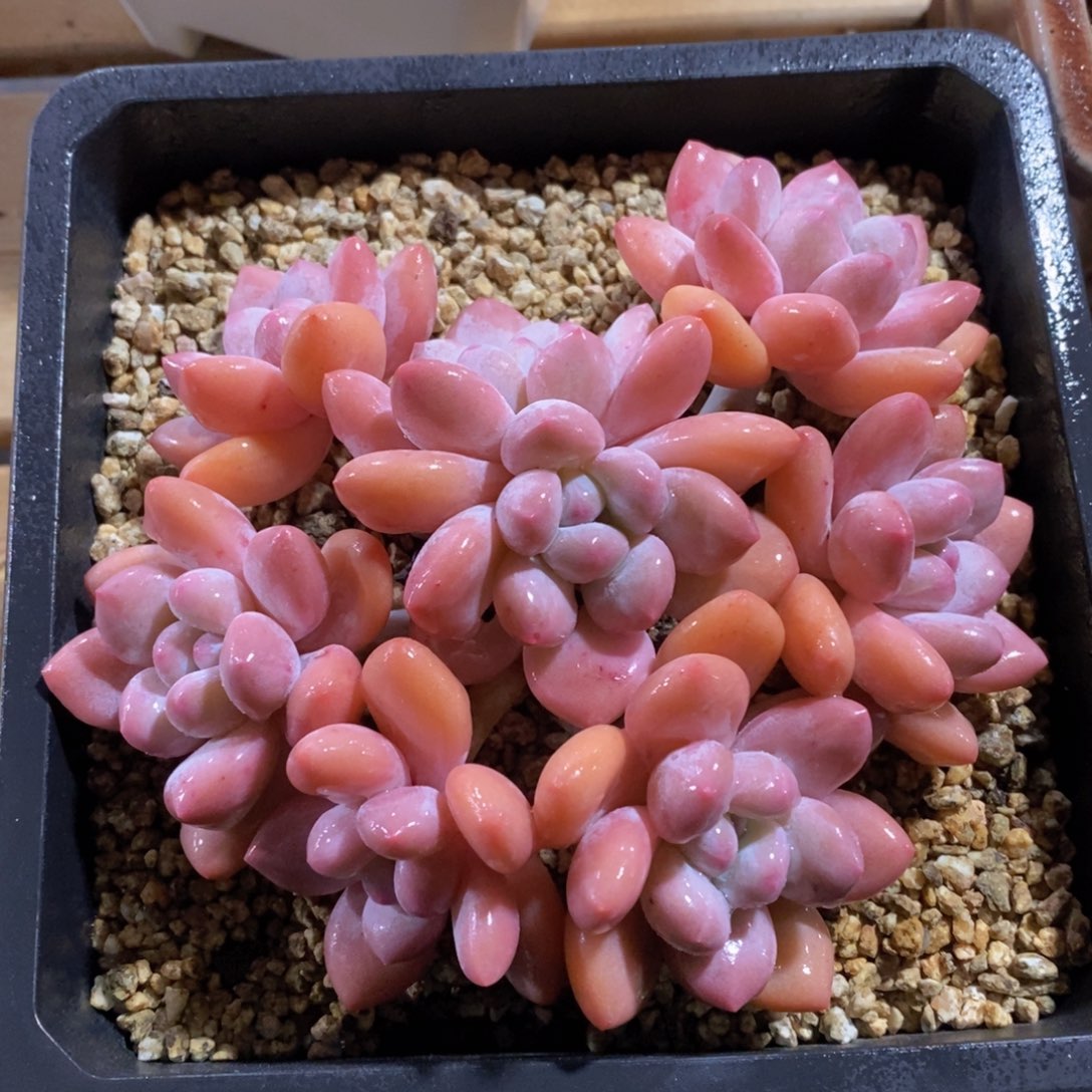 可问主播品种，下滑链接更多品种多肉选择