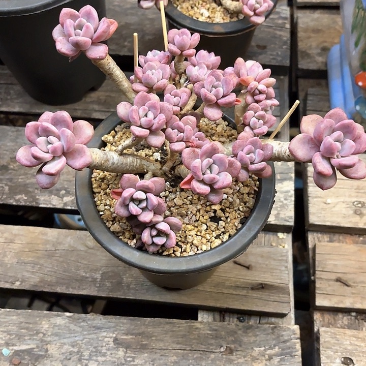 多肉植物，花班露