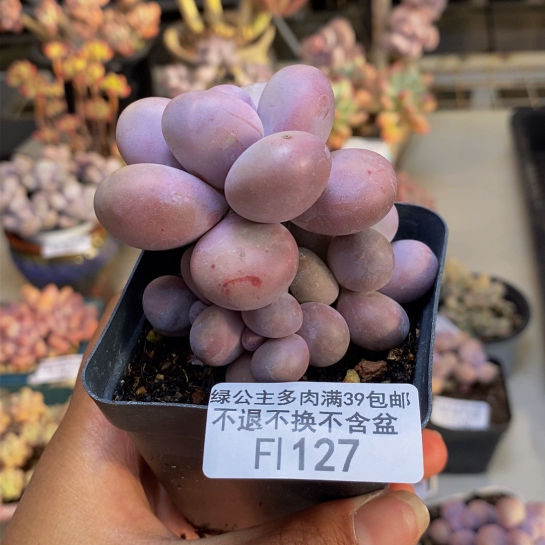 127橙奶多肉肉7c m