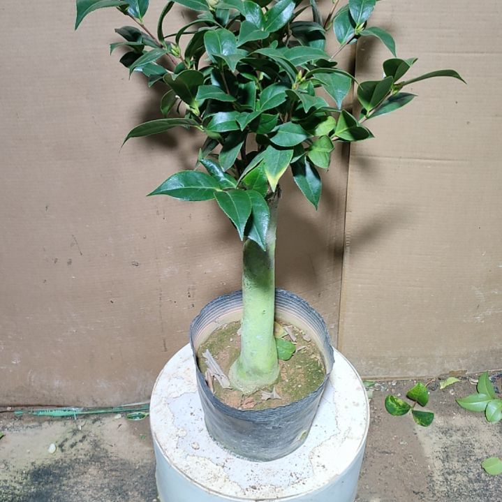 171五色，墨川，原盆原土发货，不包邮