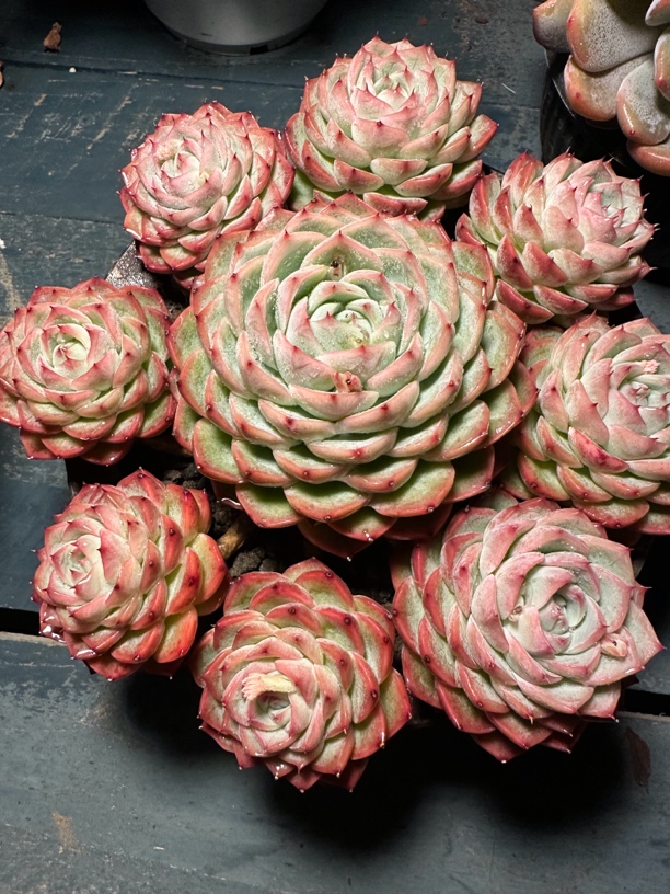 程成多肉植物韩版粉水晶玫瑰