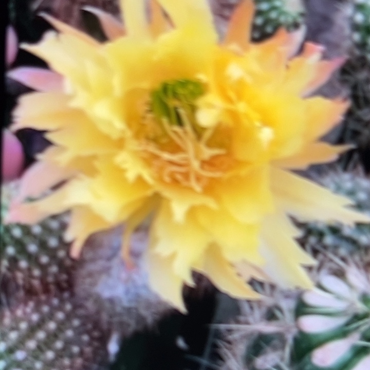 黄锯齿侧牙5厘米起