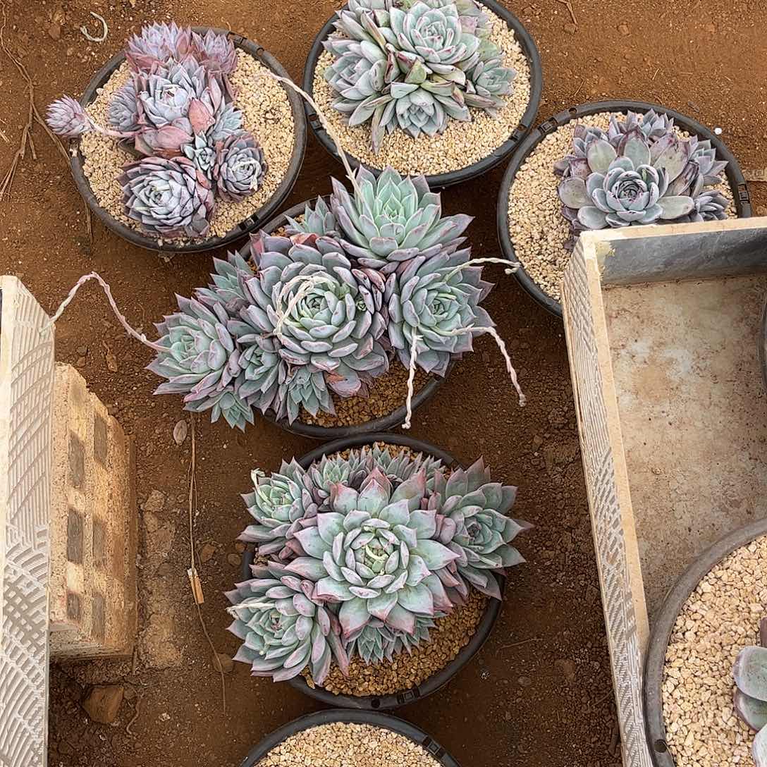 寄养链接的肉肉的肉肉的