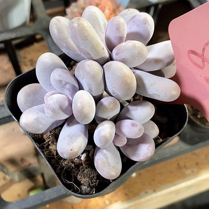 多肉植物奶酪826