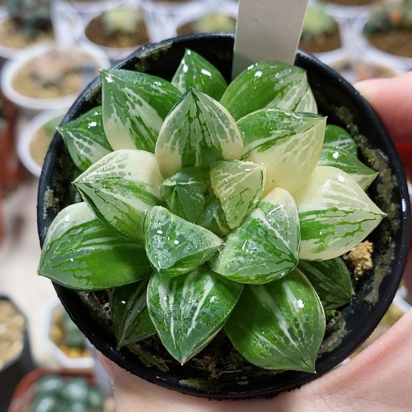 【闪购商品】121莫迪卡杂交锦