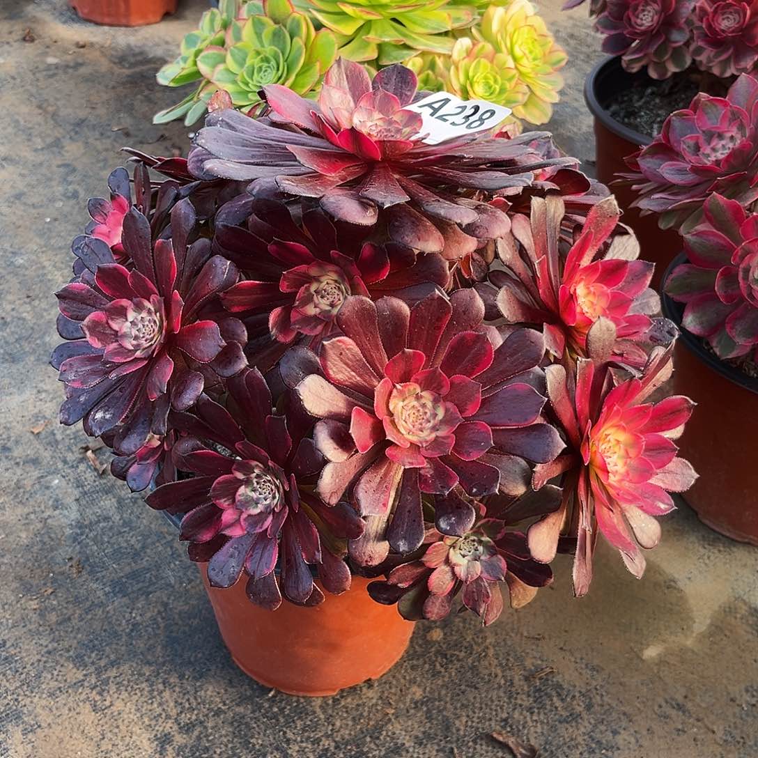 多肉植物烟花238多肉