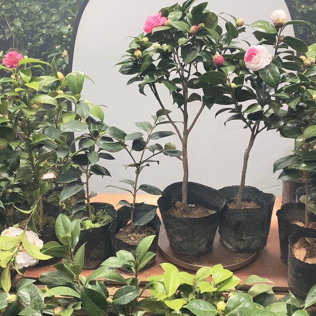 大部分花苞少量开放A*a