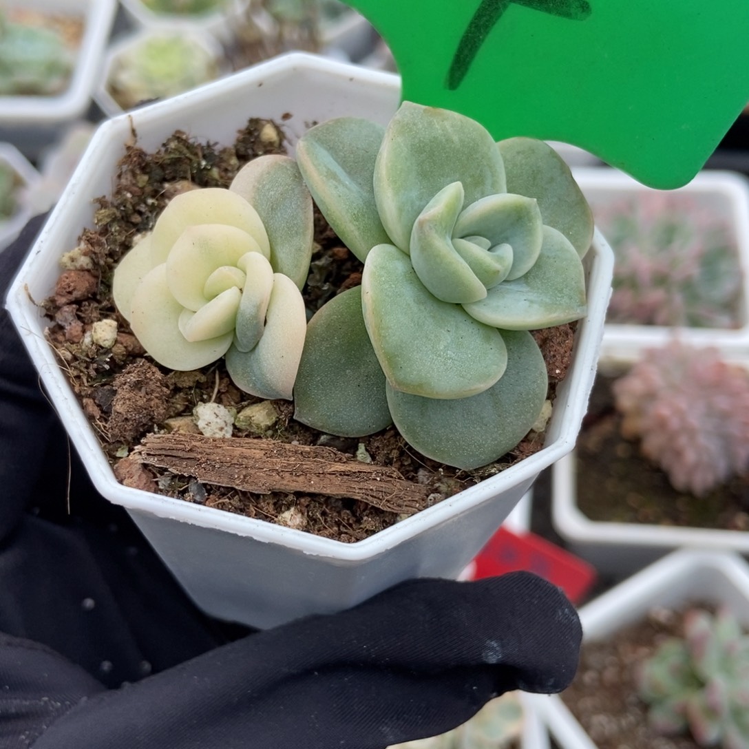 4可爱玫瑰锦多肉植物