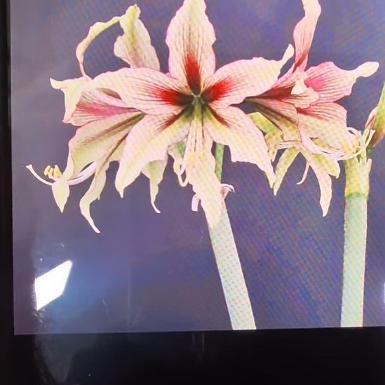 当前无花栽培后可以开花绿野仙踪4厘米裸根球