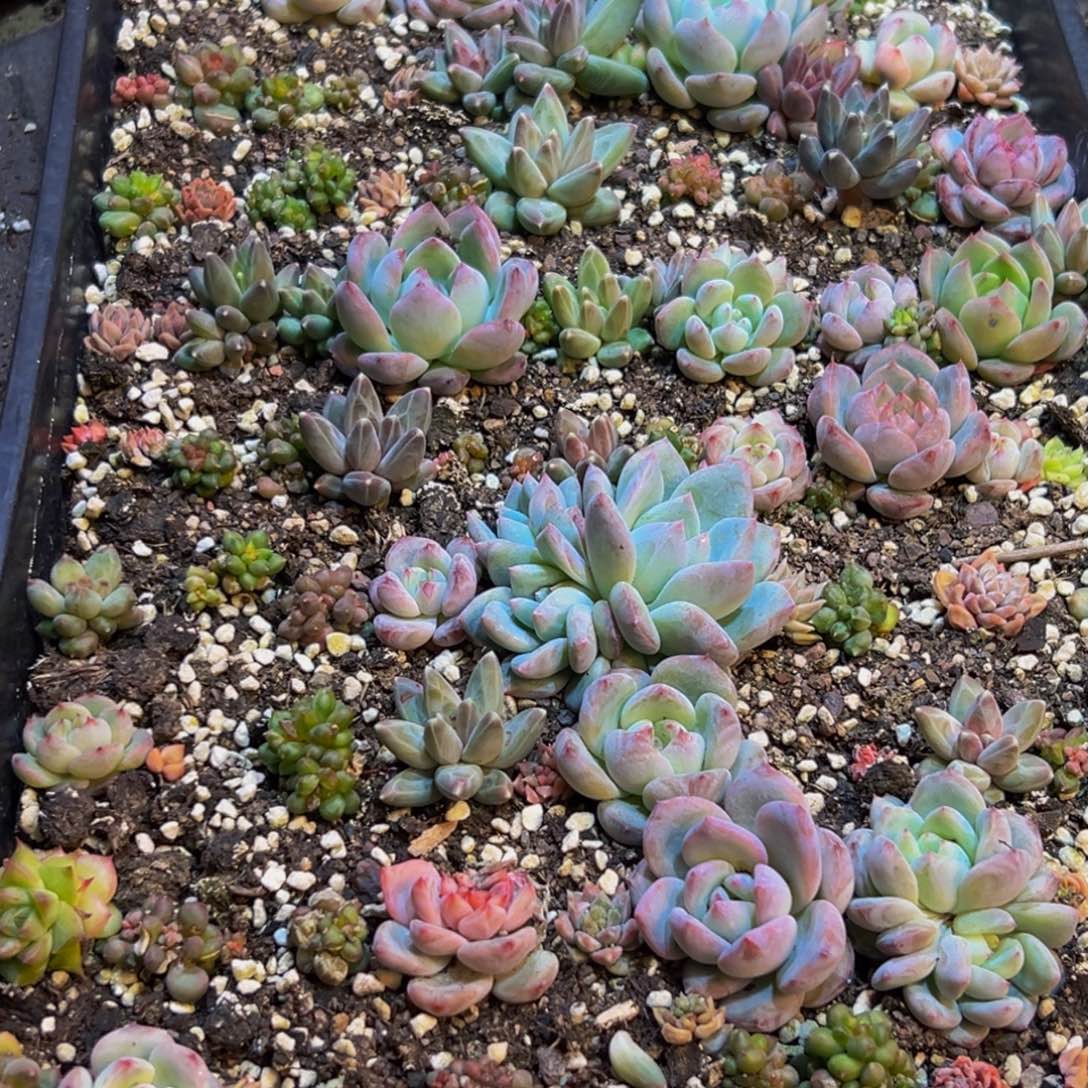 668脱土发货了吗我的天