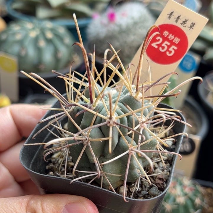 实生狂刺黑罗刹一颗