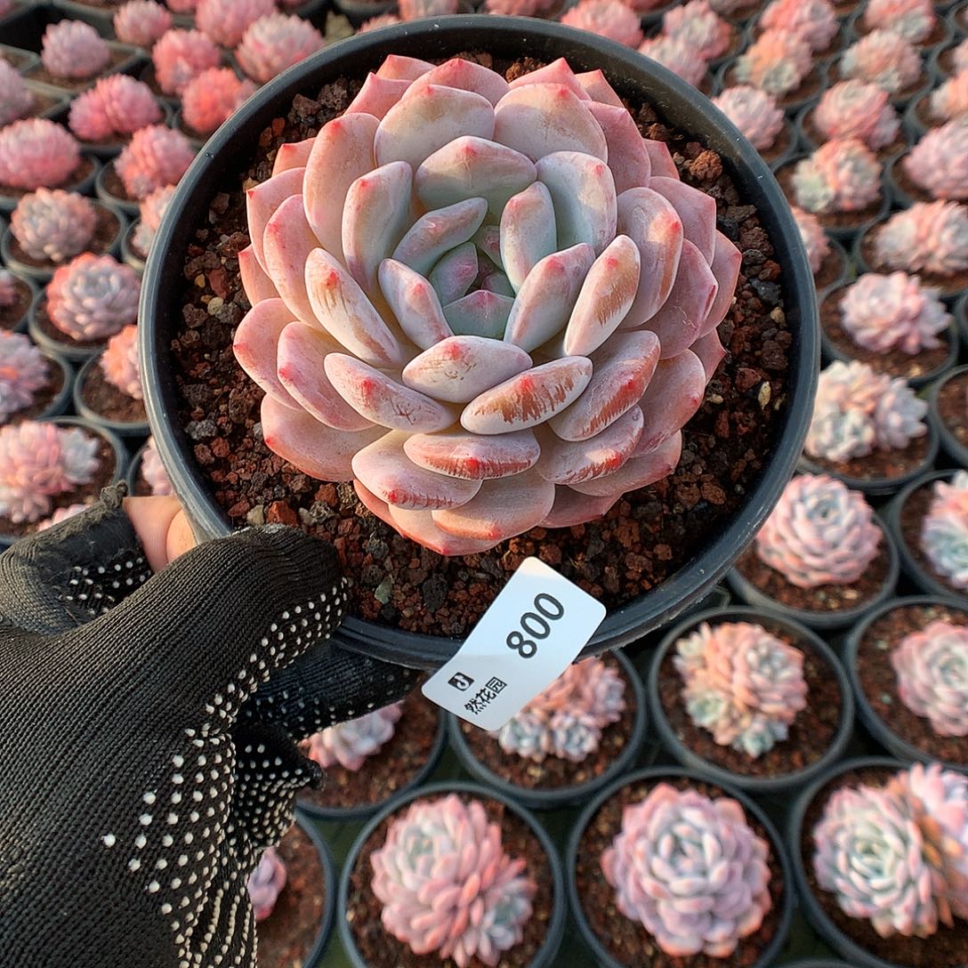 800星橙多肉植物6666