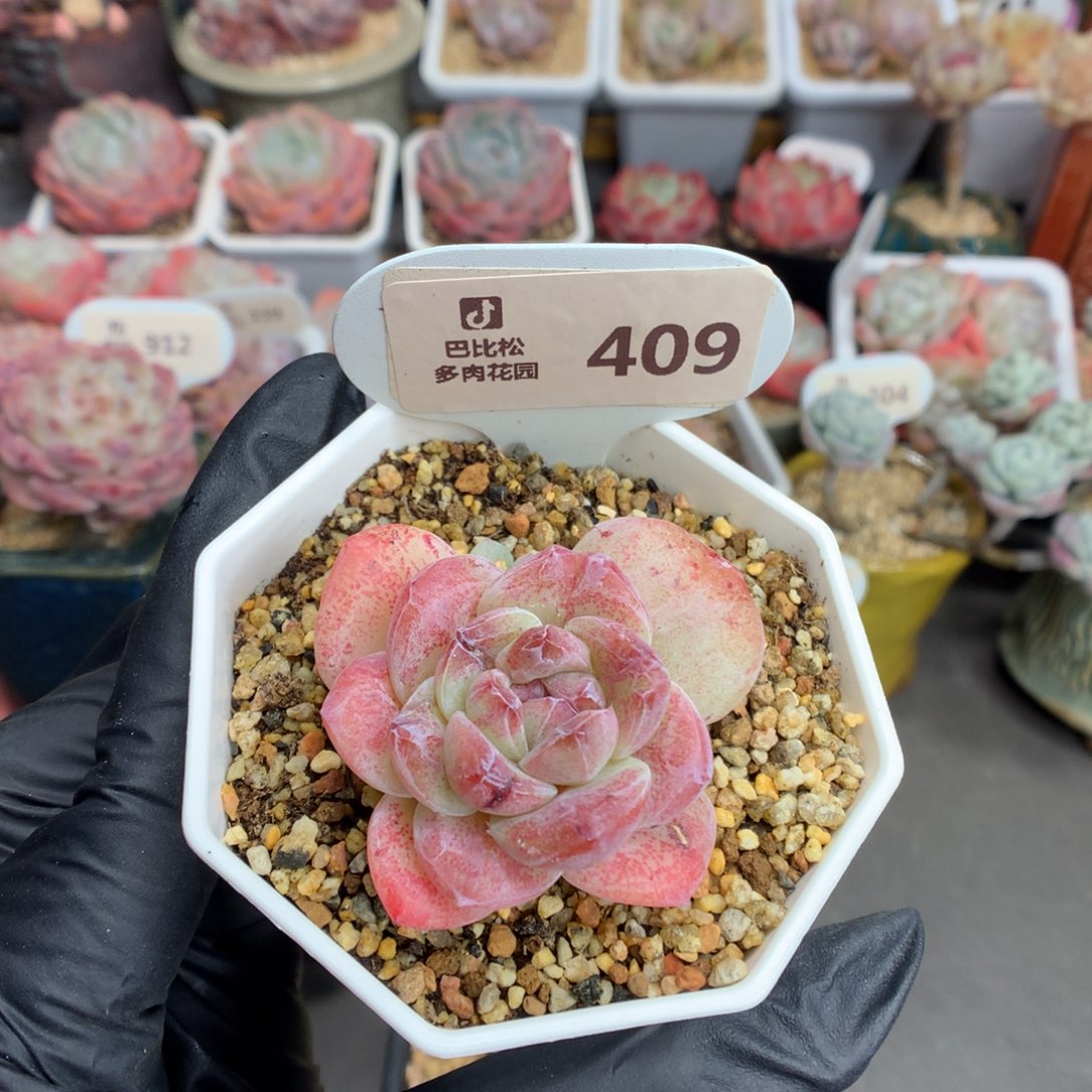 409 冰玉石化多肉