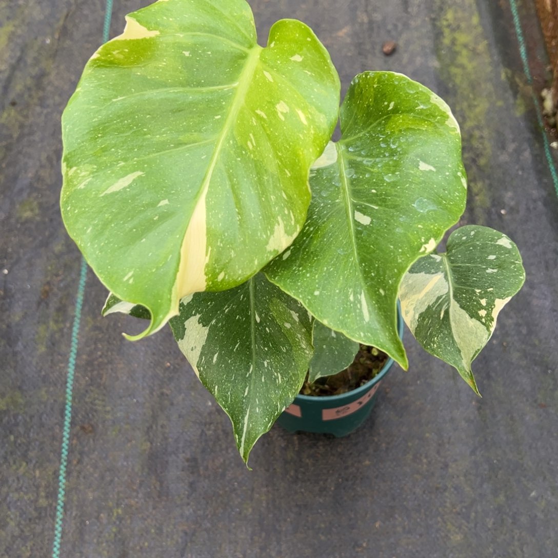 一***生完全开放9545洒金龟背竹