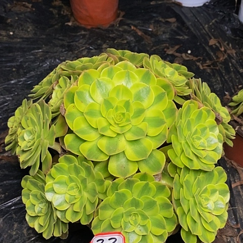 雨荷老桩捧花845号