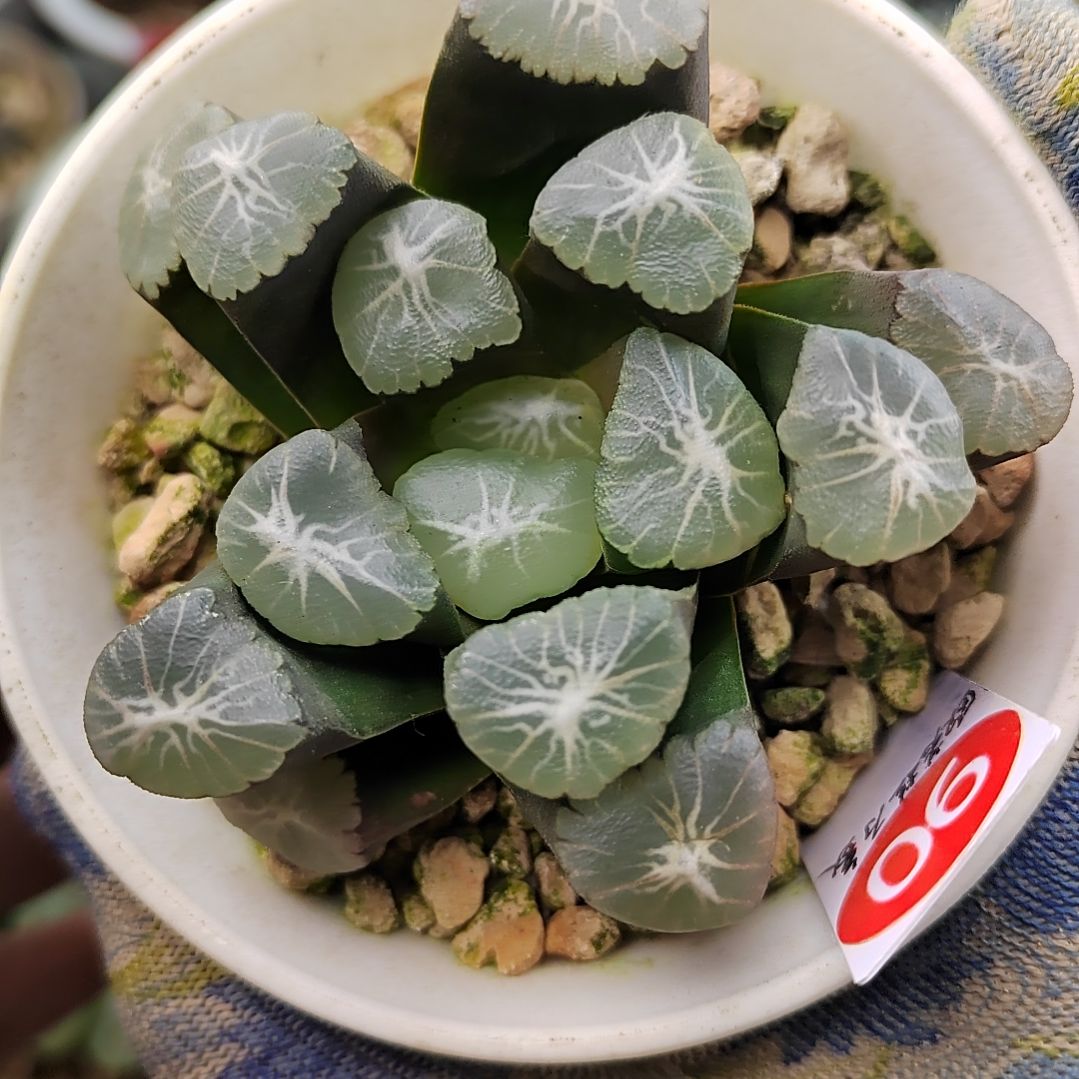 90实生万象 欧若拉实生 7.5厘米左右一物一拍带盆